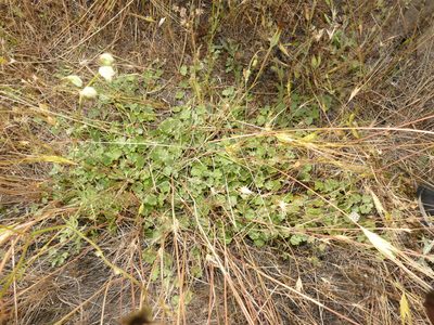 Malvella sherardiana, photographed by Sara Navarro