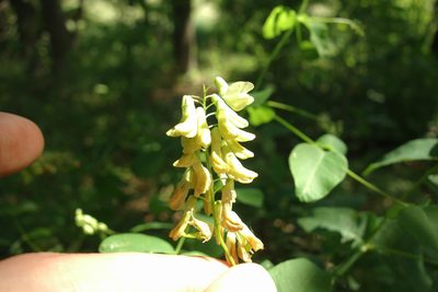 Vicia pisiformis, photographed by Aleksei Baushev