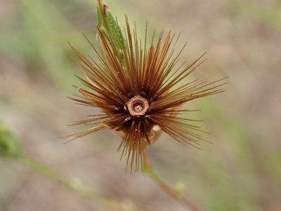 Crupina vulgaris, photographed by David Delon