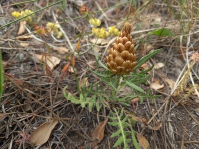Leuzea conifera, photographed by Josep Gesti