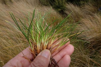 Oreobolus strictus, photographed by John Barkla