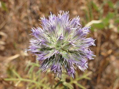 Echinops strigosus, photographed by Sara Navarro
