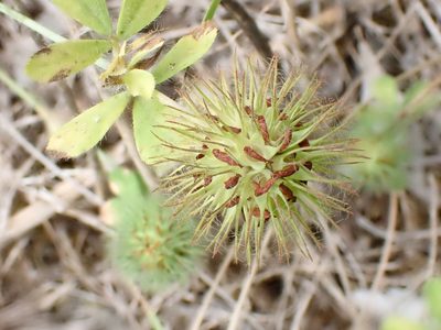 Trifolium lappaceum, photographed by David Delon