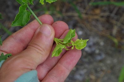 Boerhavia scandens, photographed by Eric Knight