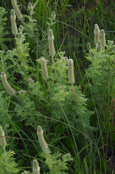 Dalea obovata, photographed by Eric Knight