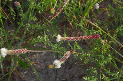 Dalea phleoides, photographed by Eric Knight