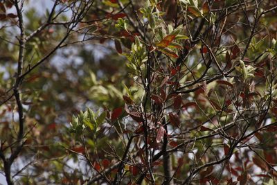 Combretum erythrophyllum, photographed by Tony Rebelo