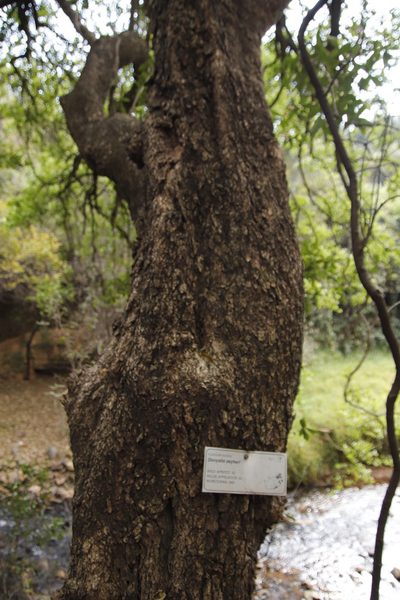 Dovyalis zeyheri, photographed by Tony Rebelo