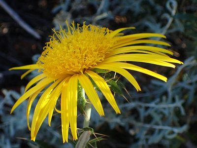 Berkheya angustifolia, photographed by Nicola van Berkel