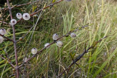 Coprosma elatirioides, photographed by John Barkla
