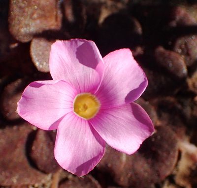 Oxalis algoensis, photographed by Nicola van Berkel