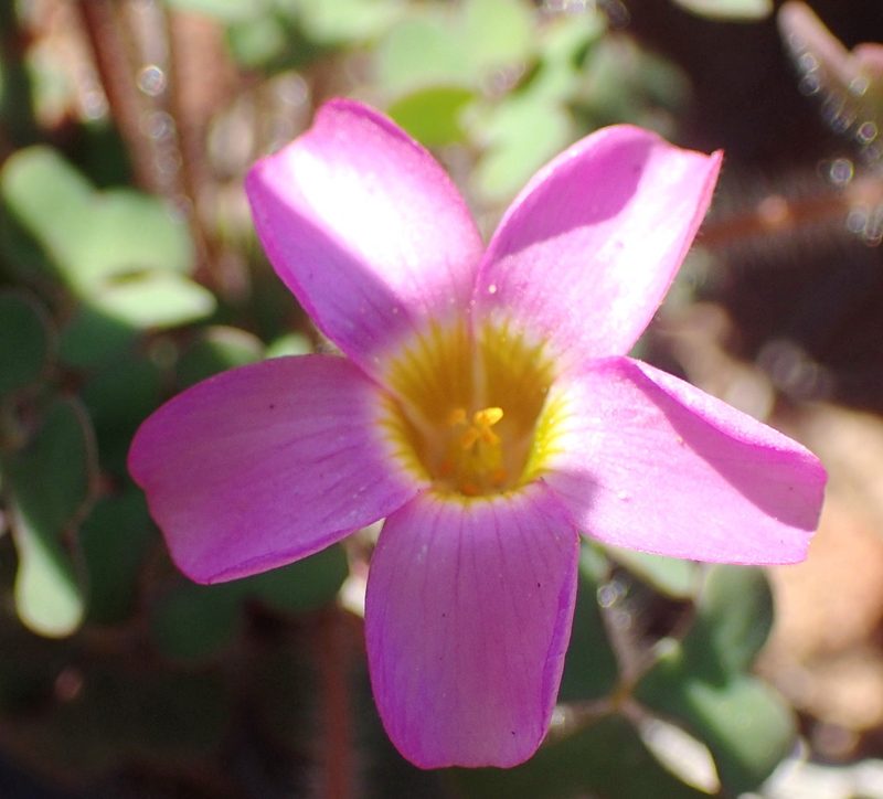 Oxalis attaquana, photographed by Nicola van Berkel