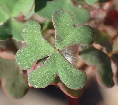 Oxalis attaquana, photographed by Nicola van Berkel