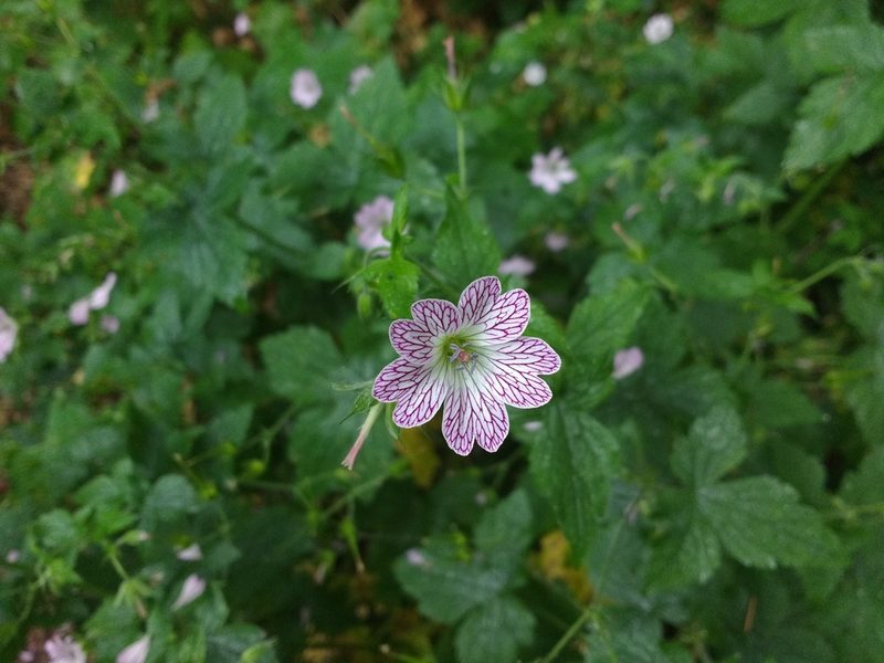Geranium versicolor, photographed by Y. Liu