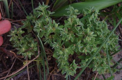 Euphorbia innocua, photographed by Eric Knight