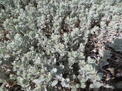 Atriplex leucophylla, photographed by Barbara Banfield