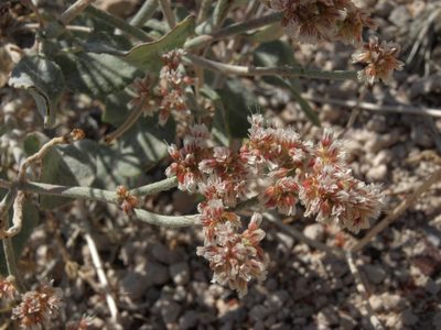 Eriogonum nummulare, photographed by Jim Morefield