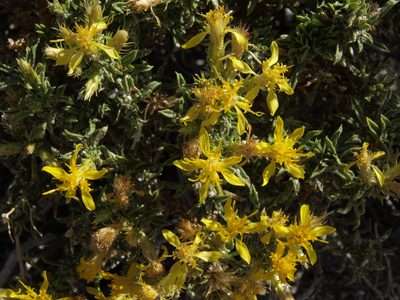 Ericameria nana, photographed by Jim Morefield