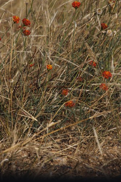 Lasiosiphon rubescens, photographed by Tony Rebelo
