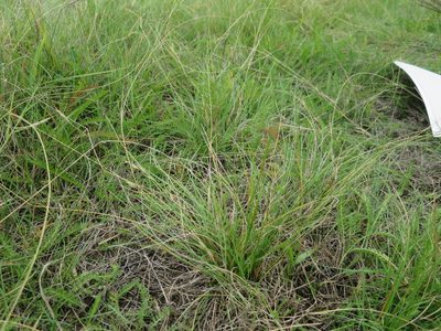Rytidosperma merum, photographed by Alice Shanks