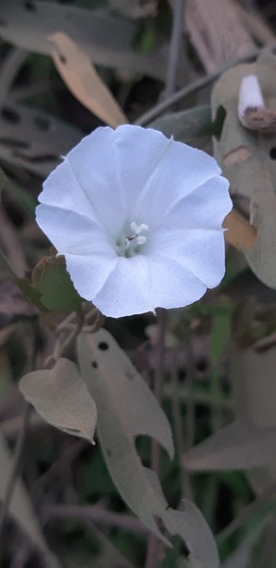 Aniseia martinicensis, photographed by Vincent A. Vos