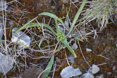 Bupleurum americanum, photographed by Syd Cannings