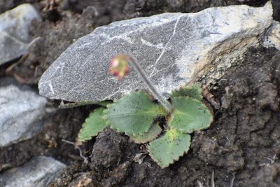 Micranthes reflexa, photographed by Syd Cannings
