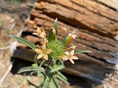 Collomia grandiflora, photographed by Peter Garber