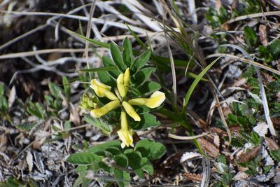 Astragalus umbellatus, photographed by Syd Cannings
