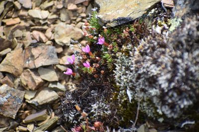 Androsace constancei, photographed by Syd Cannings