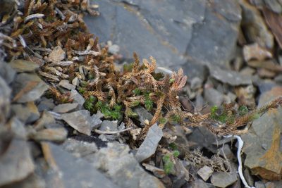 Selaginella sibirica, photographed by Syd Cannings