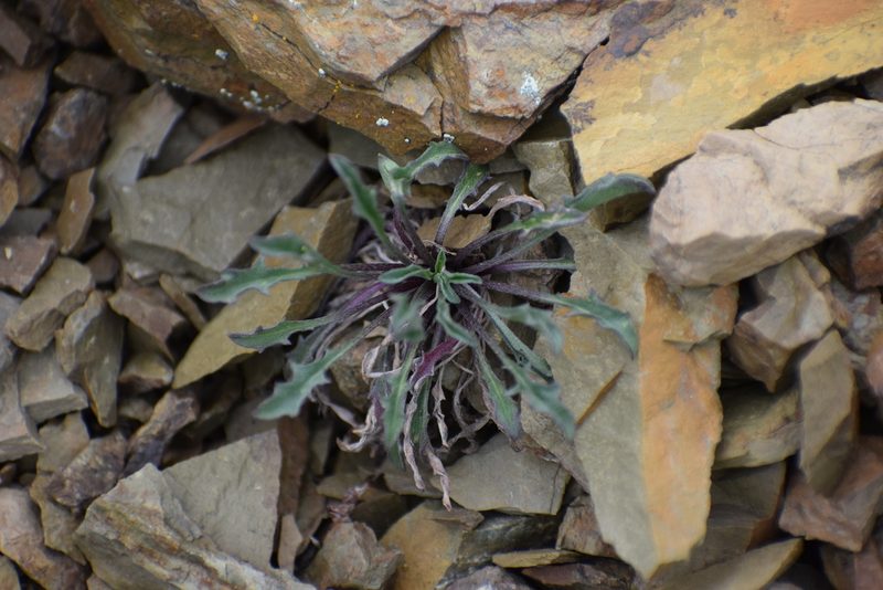 Erysimum pallasii, photographed by Syd Cannings