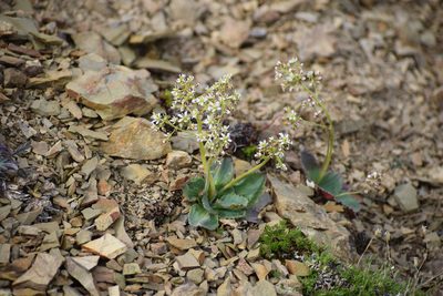 Micranthes reflexa, photographed by Syd Cannings