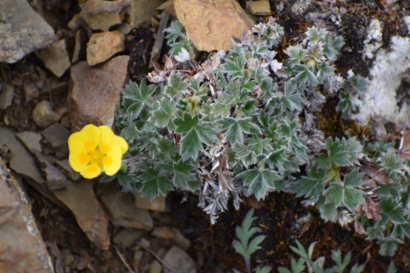 Potentilla subvahliana, photographed by Syd Cannings