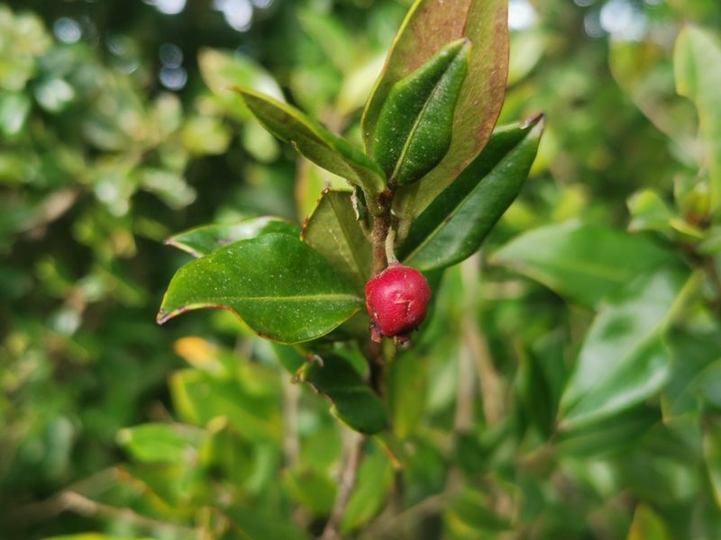 Ugni candollei, photographed by Inao Vasquez