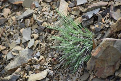 Eremogone capillaris, photographed by Syd Cannings