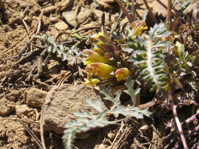 Pedicularis semibarbata, photographed by Garth Harwood