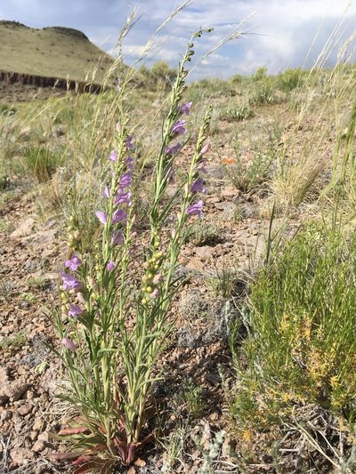 Penstemon virgatus, photographed by Cecelia Alexander
