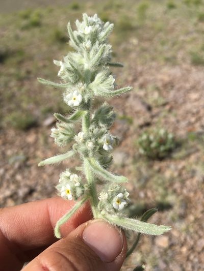 Oreocarya weberi, photographed by Cecelia Alexander