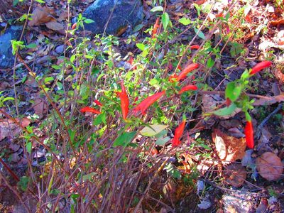 Clinopodium macrostemum, photographed by Oscar Alejandro Morales Juárez