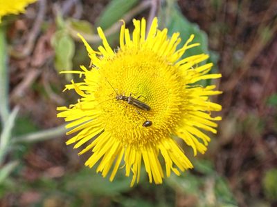 Pulicaria odora, photographed by Donald Davesne