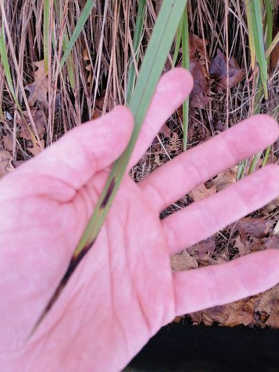 Dianella haematica, photographed by Scott