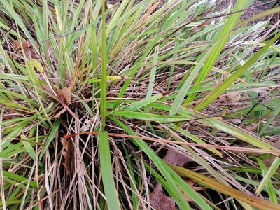 Dianella haematica, photographed by Scott