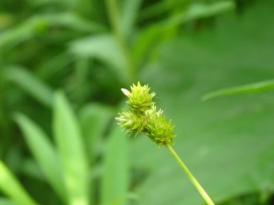 Carex molesta, photographed by Reuven Martin