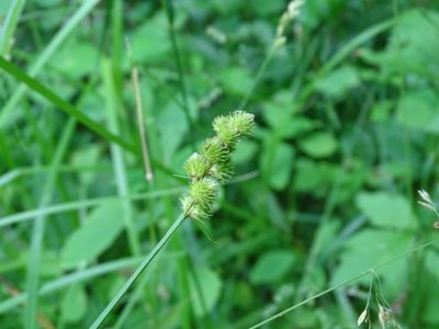 Carex cristatella, photographed by Reuven Martin