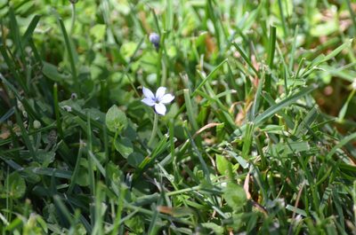 Lobelia pedunculata, photographed by Liam Steele