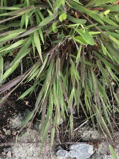 Dichanthelium implicatum, photographed by John Kees
