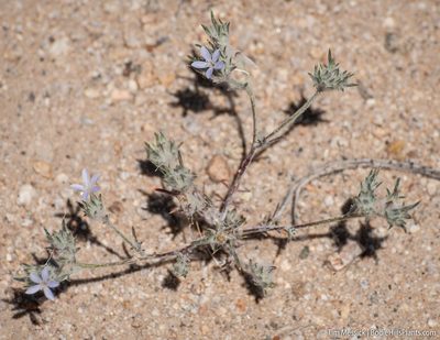 Eriastrum wilcoxii, photographed by Tim Messick