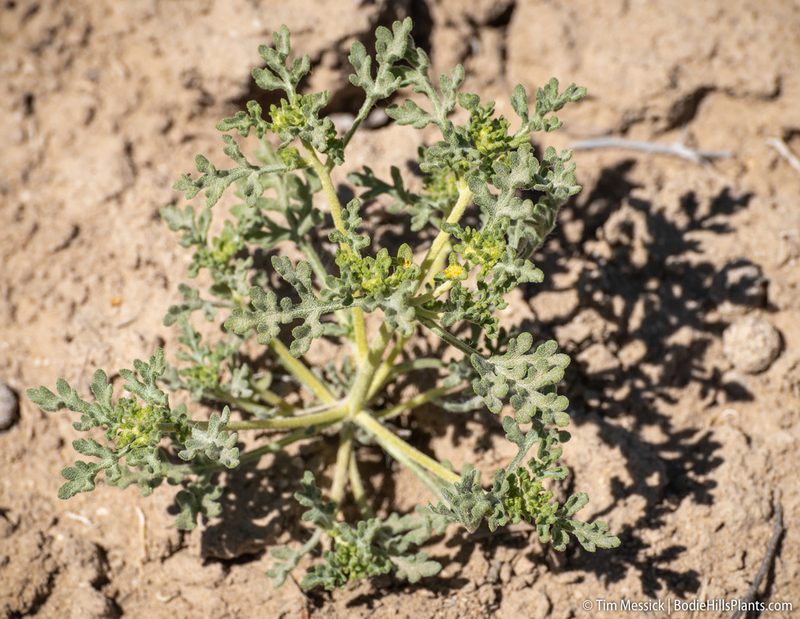 Euphrosyne nevadensis, photographed by Tim Messick