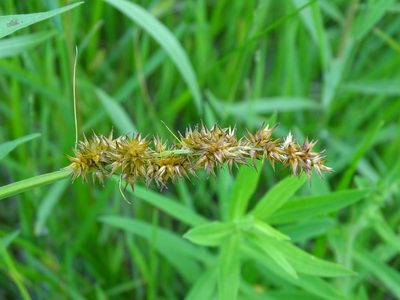 Carex stipata, photographed by Reuven Martin